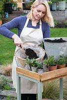 Planting a late spring hanging basket with Tulips and herbs. Add potting compost.