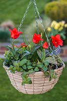 A late spring hanging basket planted with Tulipa 'Red Riding Hood' and herbs: sweet woodruff, origano, variegated origano, chives, Indian mint.
