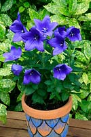 Platycodon grandiflorus 'Mariesii' growing in a decorated terracotta pot that picks up the blue colour of the flowers.