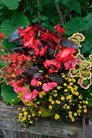 Heat generating yellow glazed container themed with red and yellow flowers and foliage. Begonia 'Big' with Pelargonium 'Vancouver Centennial' and 'Contrast' and Sanvitalia 'Little Sun' spilling over the pot rim.