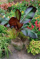 Ensete ventricosum 'Maurelii' - Abyssinian red leaved Banana, underplanted with Imperata cylindrica 'Rubra' - Japanese blood grass, Carex comans bronze - Sedge, Hakanechloa macra 'Aureola' x Heucherella 'Stoplight' and a variegated Carex trifida 'Rekohu Sunrise' grouped together in pots on a patio with a colourful summer border behind.