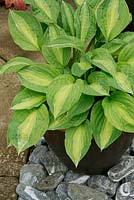 Hosta 'Striptease' growing in a container to deter slugs and snails.