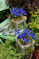 Dwarf spring Iris, Iris histrioides 'Lady Beatrix Stanley' growing in a hessian lined wooden planter dressed with moss and stood on a green metal chair where its violet scent can be appreciated.