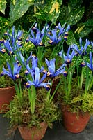 Iris 'George' growing in vintage terracotta pots dressed with moss and highlighted by a backdrop of spotted laurel.