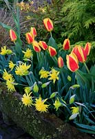 Tulipa 'Stresa' flowering in a moss covered stone trough with Narcissus 'Rip van Winkle' lining up along the front edge.