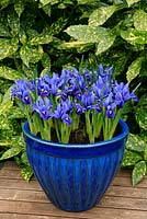 Dwarf scented, spring flowering Iris 'Harmony' showcased in a matching blue glazed, frost proof container.