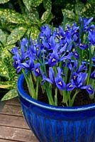 Dwarf scented, spring flowering Iris 'Harmony' showcased in a matching blue glazed, frost proof container.