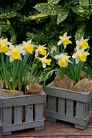 Narcissus 'Topolino' growing in two hessian lined wooden planters. 