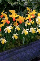Contrasting dwarf daffodils backlit by sun and forming a two row show in a grey fibreclay trough mulched with moss. Narcissus 'Velocity' and 'Topolino'.
