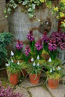 Hyacinths and grape hyacinths displayed in vintage terracotta pots dressed with moss. Hyacinthus 'Woodstock' and Muscari 'Valerie Finnis'.