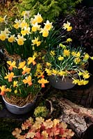 Three contrasting daffodils growing in jam pans and an enamel tin bath and mulched with straw to hide the black nursery pots they are growing in. Narcissus 'Rip van Winkle', 'Velocity' and 'Wisley'.