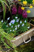 Hyacinths, Grape Hyacinths and Glory of the Snow growing in terracotta pots grouped in a recycled wicker basket. Hyacinthus 'Woodstock', Muscari 'Valerie Finnis' and Chionodoxa luciliae.