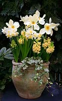 Colour themed spring container in primrose, yellow and white. Tulipa 'White Emperor', Hyacinthus 'City of Haarlem' and Narcissus 'Pueblo' with a small leaved trailing ivy on the pot rim.