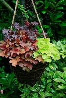 Three contrasting Heucheras displayed in a wicker basket suspended on rope and lined with fern fronds. Heuchera 'Can-can', Key Lime Pie and 'Peach Flambe'