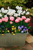 Spring bulbs and bedding displayed in a metal trough. Narcissus 'Pueblo' with early double Tulipa 'Queensland' and an edging of mixed Violas.