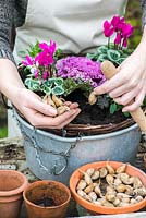 Planting a colourful winter hanging basket. Use a dibber to plant the Iris reticulata bulbs in between the cyclamen and violas.
