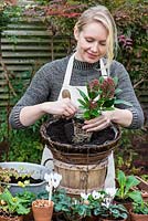Planting a hanging basket for winter and early spring. Plant the skimmia, the tallest plant, in the centre of the basket.