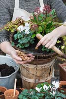 Planting a hanging basket for winter and early spring. Use a dibber to plant the dwarf tulip bulbs, pointy end up.