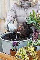Planting a late winter display in a metal preserving pan. Tease the roots apart carefully to help encourage growth.