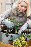 Step 7. Carefully plant the iris bulbs between two heathers. Planting a late winter display in a metal preserving pan. 