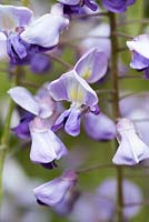 Wisteria floribunda 'Multijuga', formerly 'Macrobotrys', Japanese wisteria, vigorous woody climber with fragrant pea-like flowers in spring.