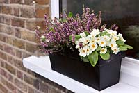 Winter windowbox with primroses and heather