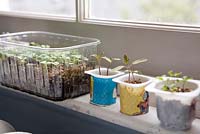 Growing seedlings in different recycled containers on windowsill near radiator