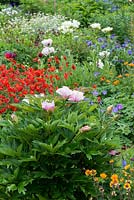 A colourful summer perennial bed planted with an Itoh hybrid, pink Paeonia 'Cora Louise', geums, geraniums and poppies.