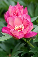 Paeonia 'Julia Rose', an Itoh hybrid peony which opens from a red bud, changing to rosy tones with purple flushed edges. Dark green foliage and a rich spicy scent. Flowering May.
