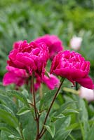 Paeonia officinalis 'Rubra Plena', a herbaceous perennial peony with fully double flowers. Flowering in June.