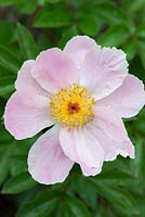 Paeonia lactiflora 'Nymph', a single herbaceous peony, copes well in shadier areas, later  flowering in June