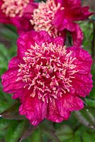 Paeonia lactiflora 'Nellie Shaylor', bred in 1967, a herbaceous peony flowering in June '