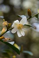 Magnolia crassipes