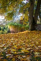 Autumn leaves and colour at Cholmondeley Castle gardens, Cheshire