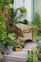 Chair with trug of lavender and allium heads, on raised deck with summer pots of sweet peas, fuchsia, thunbergia, sunflower, nicotiana, nasturtium, leucanthemum and herbs.