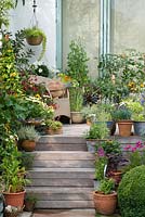 Wooden steps lined with pots of herbs, nicotiana, lythrum, cornflowers and fuchsias. On raised deck, pots of thunbergia, sweet peas, tomatoes, nasturtium, sunflower and leucanthemum.