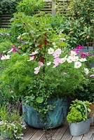 A vintage copper wash tub is planted with a central, standard redcurrant 'Jonkheer van Tets', enclosed in Cosmos bipinnatus 'Gazebo Mixed'. Black peppermint trails from the pot.