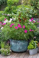 A vintage copper wash tub is planted with a central, standard redcurrant 'Jonkheer van Tets', enclosed in Cosmos bipinnatus 'Gazebo Mixed'.