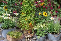 A container cottage garden with Thunbergia alata 'Susie Orange Black Eye', an annual climbing plant amongst  fuchsias, sunflowers, nicotiana, leucanthemum, gazanias and herbs.