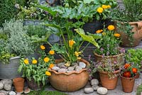 Cucurbita pepo 'Jemmer', golden courgette, in flower, edged in pots of thyme, marigolds and French marigolds.