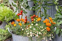Planted in old wash tub, cherry tomato Supersweet 100, above French marigolds and white erigeron.