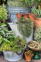 Creeping perennial thyme trails out of a large vintage metal container, amidst pots of herbs and succulents.