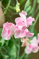 Lathyrus odoratus 'Just Janet', sweet pea, an annual bearing fragrant pink flowers from June.