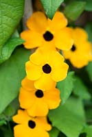 Thunbergia alata 'Susie Orange Black Eye', an annual climbing plant that flowers all summer long.