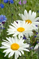 Leucanthemum maximum 'Broadway Lights', a butterfly friendly shasta daisy with pure white petals.