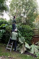 Gardener standing on ladder using an extendable branch lopper to cut back a tree overhanging from next door's garden, with a secoond gardener holding the ladder for safety