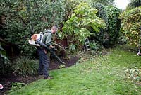 Gardener using leaf blower to clear leaves from lawn and adjacent bed