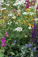 The Harrods British Eccentics Garden, RHS Chelsea Flower Show. Perennial border with white lace flower, Orlaya grandiflora. Designer: Diarmuid Gavin. Sponsor: Harrods.