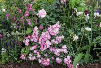 The Harrods British Eccentics Garden, RHS Chelsea Flower Show. Rosa 'Ballerina' planted in a perennial border. Designer: Diarmuid Gavin. Sponsor: Harrods.