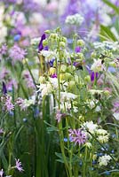 Aquilegia vulgaris 'Nivea', white Columbine, in a pastel coloured perennial bed. The LG Smart Garden, Designer Hay Joung Hwang, RHS Chelsea Flower Show 2016